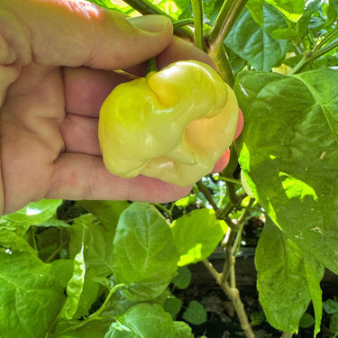 Scotch Bonnet Cream - Seeds - The Pepper Pantry (Formerly Marie Sharp's)